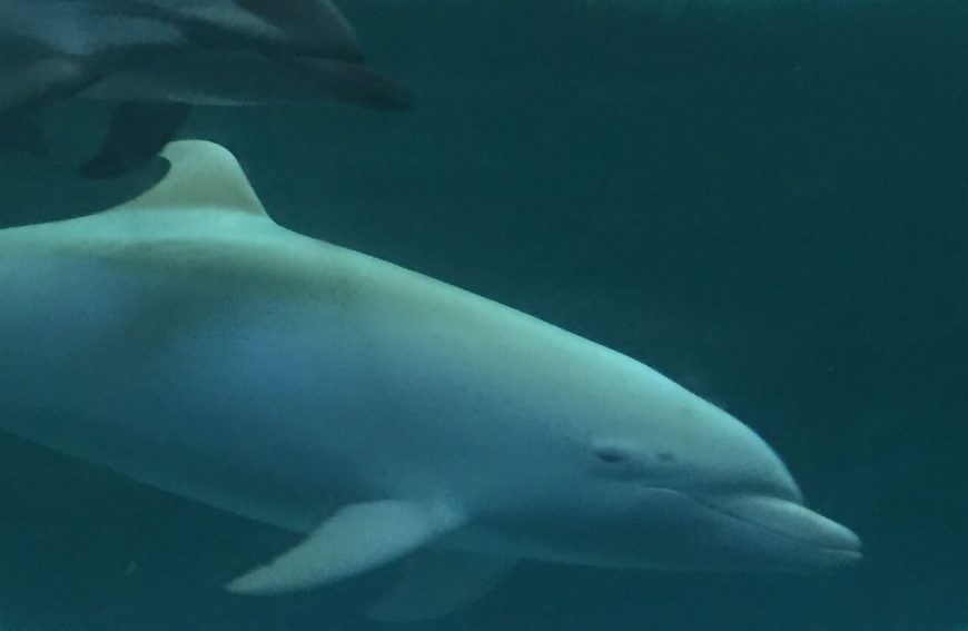Angel and striped dolphin, Taiji Whale Museum