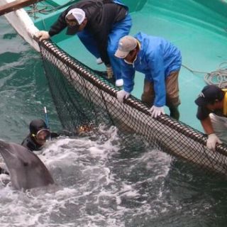 Dolphins wrangled during captive selection, Taiji, Japan, Dec 21 2015