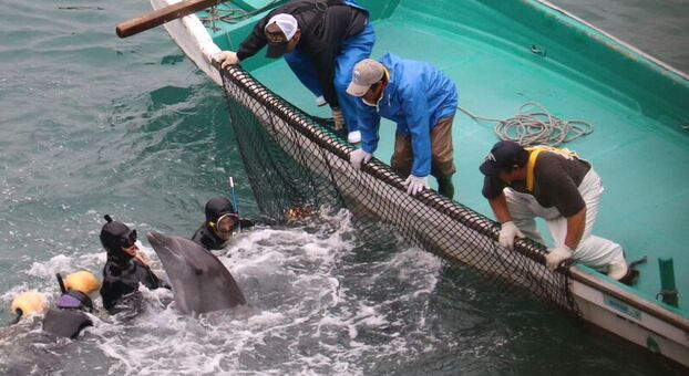 Dolphins wrangled during captive selection, Taiji, Japan, Dec 21 2015