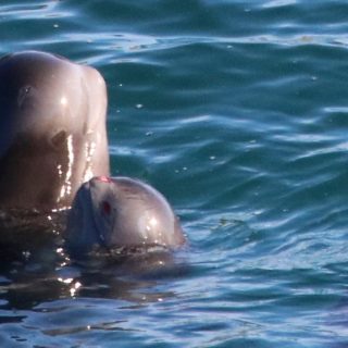 Pilot Whales, Taiji, Japan, Nov 2015