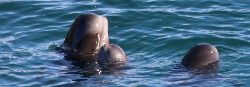 Pilot Whales, Taiji, Japan, Nov 2015