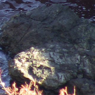 Striped dolphin caught on volcanic rocks, Taiji, Japan, December 18, 2015