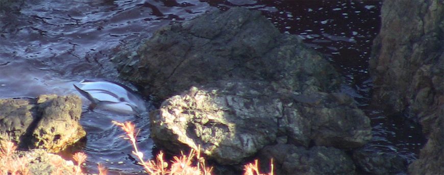 Striped dolphin caught on volcanic rocks, Taiji, Japan, December 18, 2015
