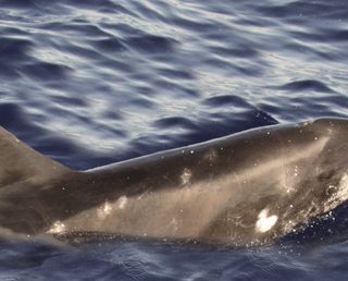 Rough-toothed dolphin in the wild