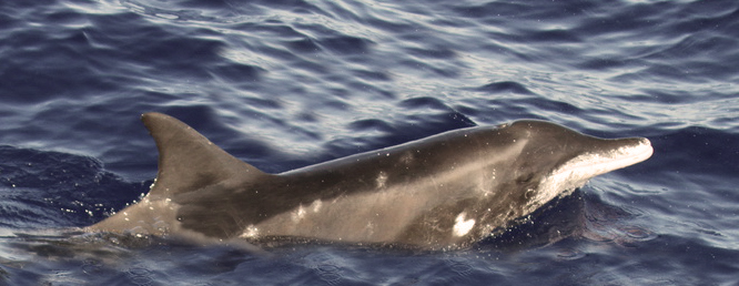 Rough-toothed dolphin in the wild