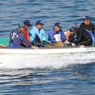 Pacific White-sided dolphins caught for captivity