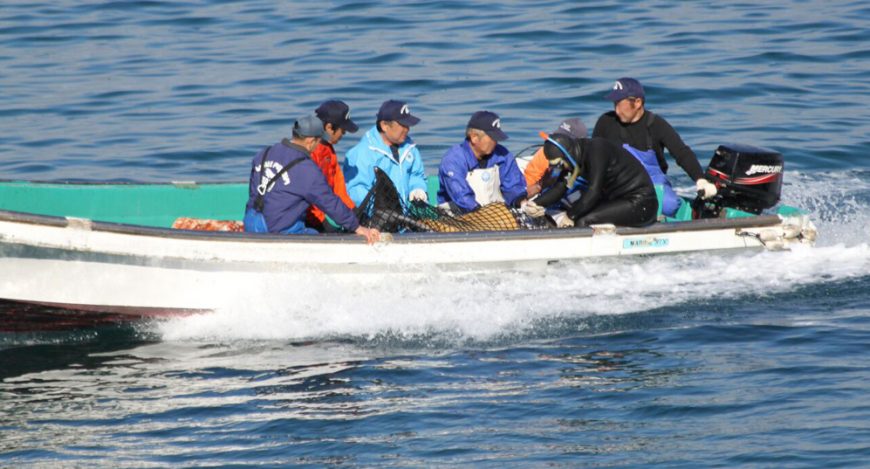 Pacific White-sided dolphins caught for captivity