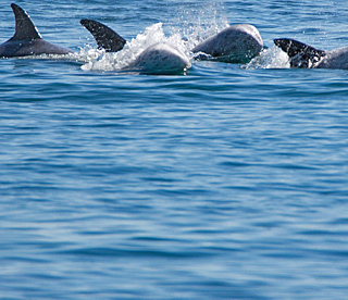 Risso's dolphins, Taiji Japan