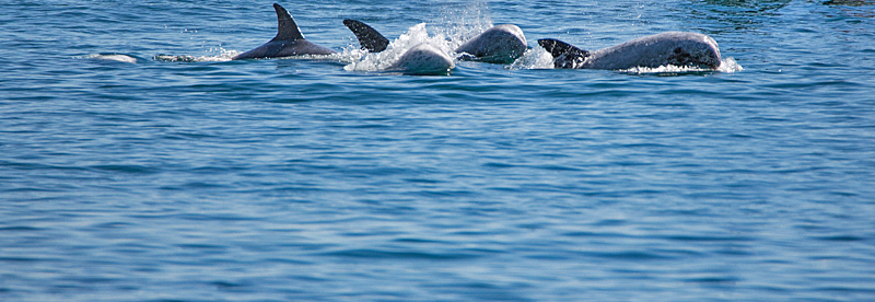Risso's dolphins, Taiji Japan