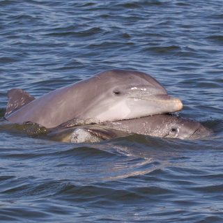 Bottlenose dolphins in the wild, Florida