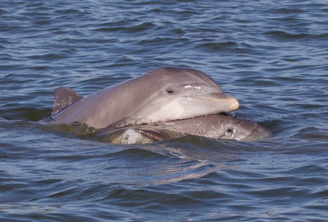 Bottlenose dolphins in the wild, Florida