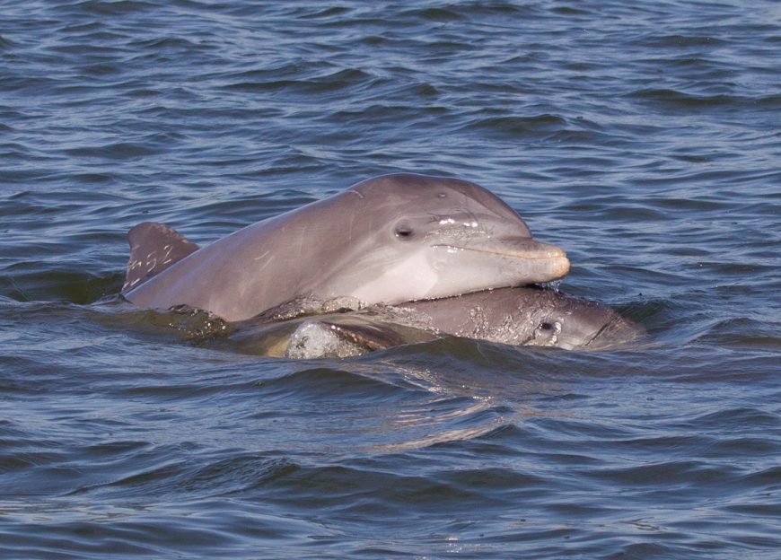 Bottlenose dolphins in the wild, Florida