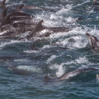 Bottlenose dolphin drive, Taiji, Japan