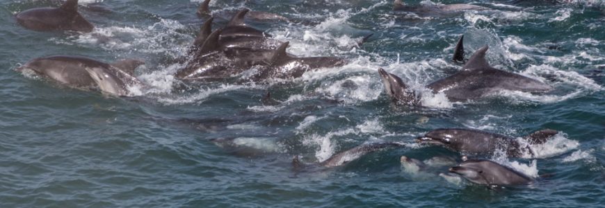 Bottlenose dolphin drive, Taiji, Japan