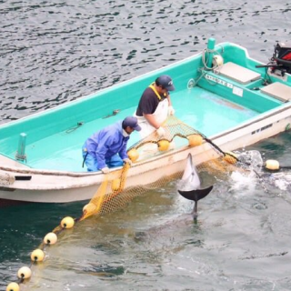 Panicked dolphins try to escape hunters