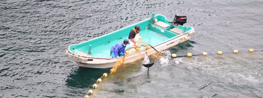 Panicked dolphins try to escape hunters