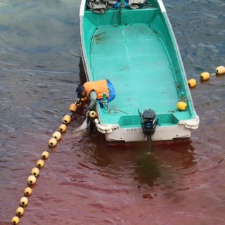 Striped dolphin slaughter, Taiji, Japan, 1-26-16