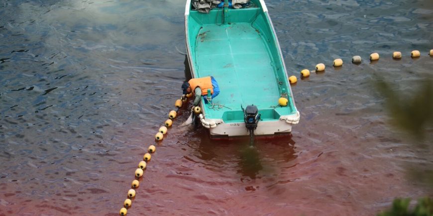Striped dolphin slaughter, Taiji, Japan, 1-26-16