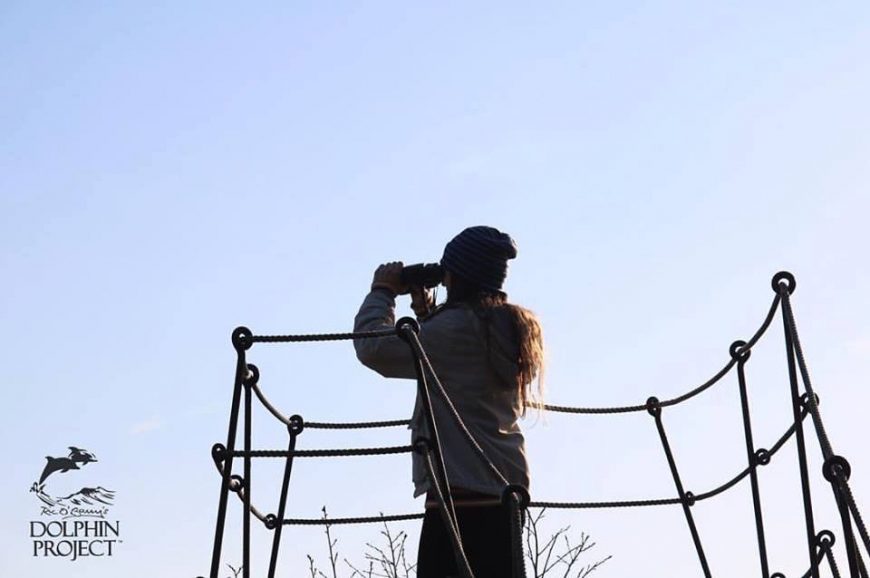 Brittany Michelson, Taiji, Japan, The Cove, Dolphin Project Cove Monitor