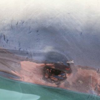 Bottlenose dolphin closeup during drive, Taiji, Japan, 2016