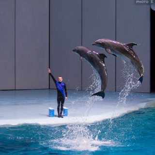 Performing dolphins at Moskvarium, Moscow, Russia