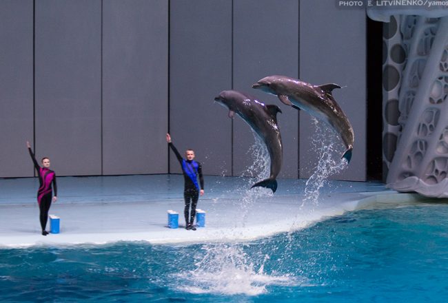Performing dolphins at Moskvarium, Moscow, Russia