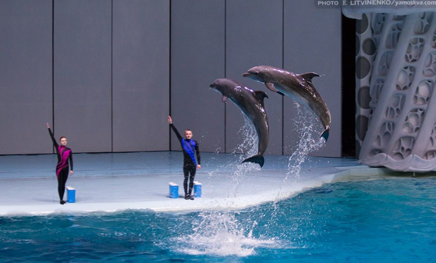 Performing dolphins at Moskvarium, Moscow, Russia