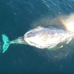 Whale watching, California