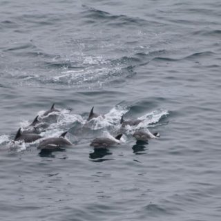 Pod of bottlenose dolphins trapped in The Cove, Taiji, Japan, 2-6-16