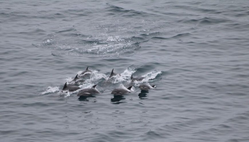 Pod of bottlenose dolphins trapped in The Cove, Taiji, Japan, 2-6-16