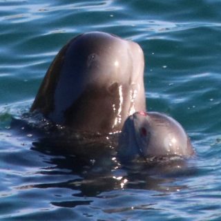 Pilot Whales, Taiji, Japan, Nov 2015