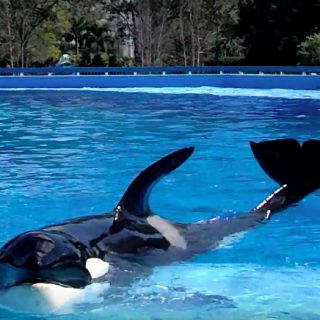 SeaWorld orca during training session