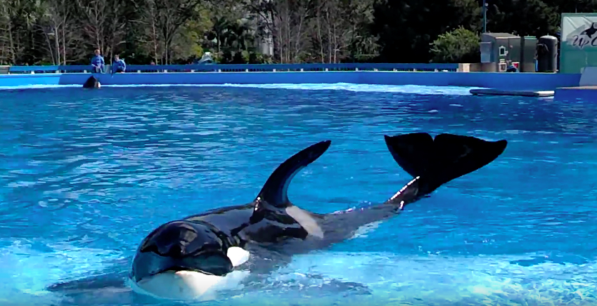 SeaWorld orca during training session