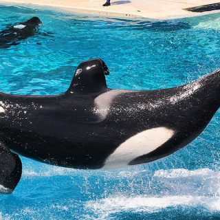 Orcas performing at SeaWorld