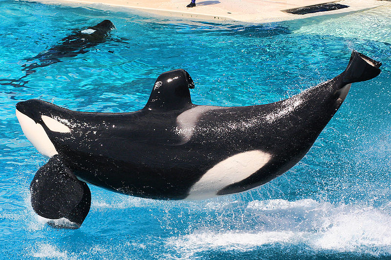 Orcas performing at SeaWorld