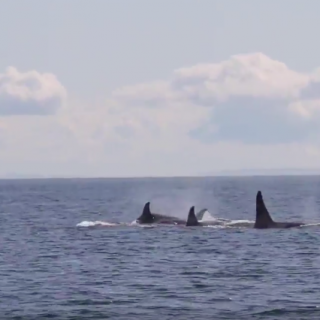 Wild orcas off British Columbia