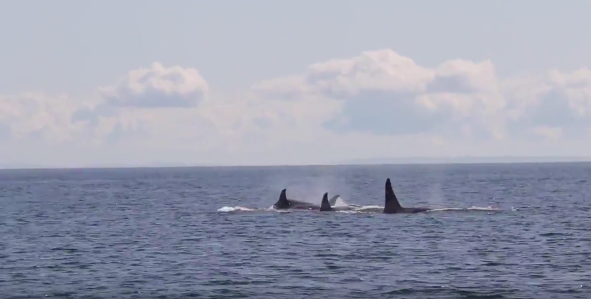 Wild orcas off British Columbia