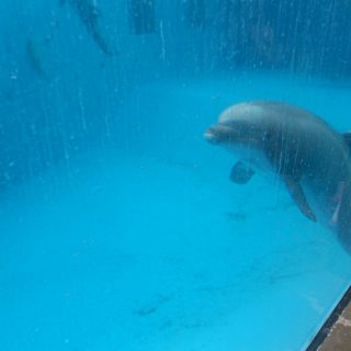 Beachie hovering near the bottom of his tank, Dolfinarium Harderwijk