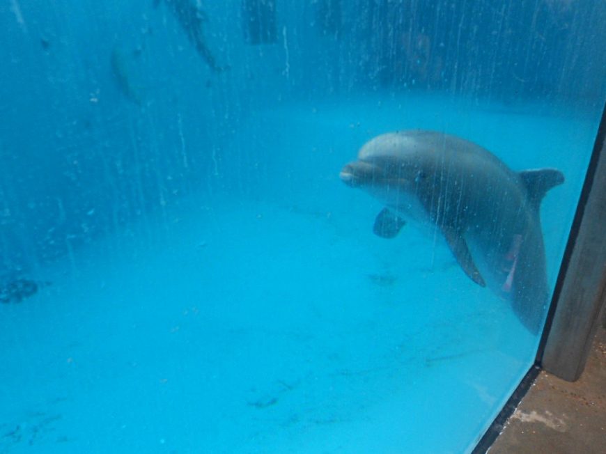 Beachie hovering near the bottom of his tank, Dolfinarium Harderwijk