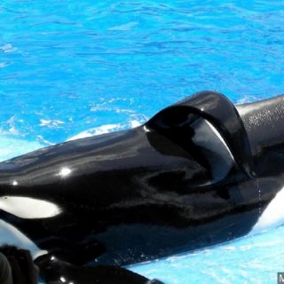 Tilikum
