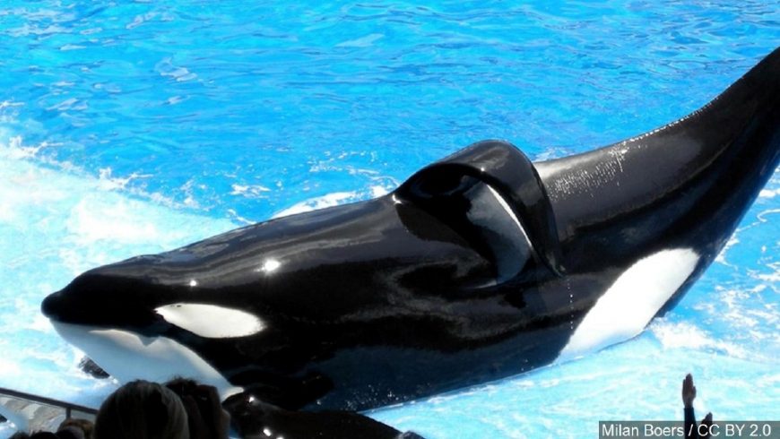Tilikum