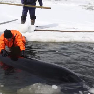 Orcas freed from ice by Russian rescue workers