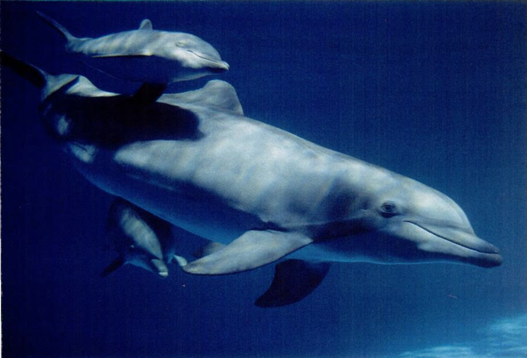 St. Vincent Dolphin Pavilion