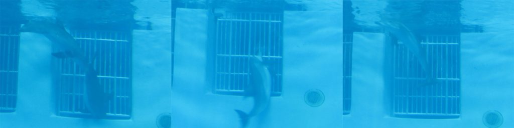 St. Vincent Dolphin Pavilion