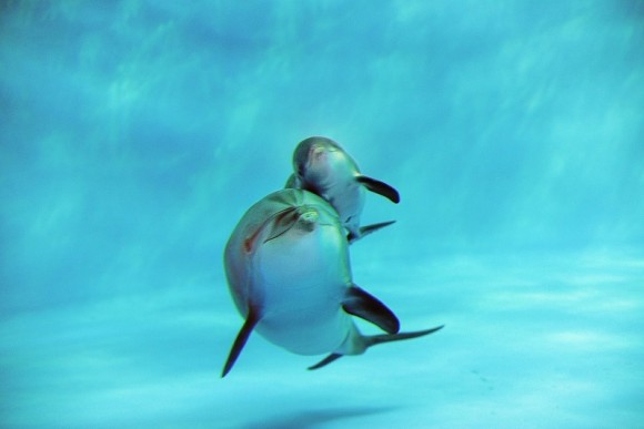 St. Vincent Dolphin Pavilion