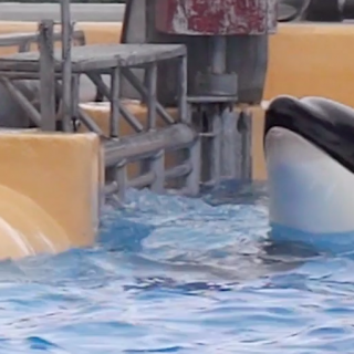 Orca at Loro Parque panics in medical pool