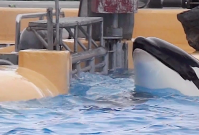 Orca at Loro Parque panics in medical pool