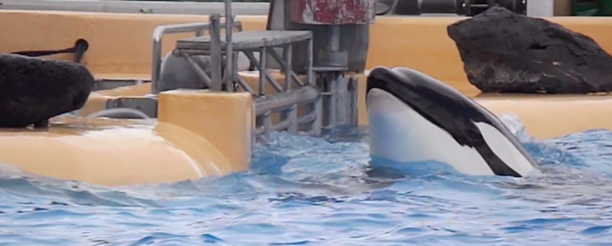 Orca at Loro Parque panics in medical pool