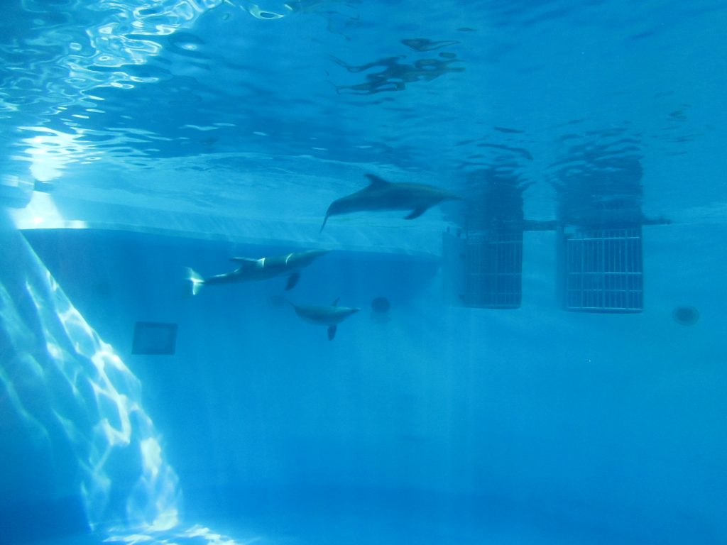 St. Vincent Dolphin Pavilion