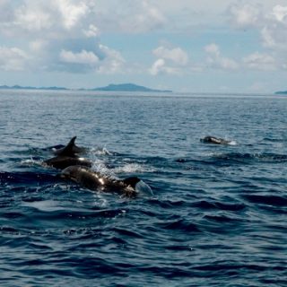 Wild bottlenose dolphins